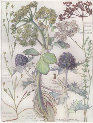 Common Hare's Ear, Common Alexanders, Whorled Caraway, Sea Holly
